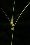 Arkansas sedge